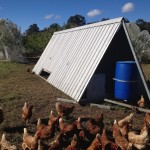 Chicken Tractor