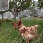 Chicken in orchard