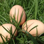 Eggs in pasture