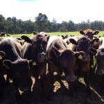 Red Poll cows 2