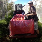 Harvesting Apples