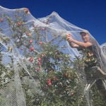 WWOOF picker under netting