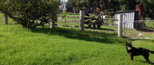 Plenty of grassed area within the farm house yard for camping  in tents.